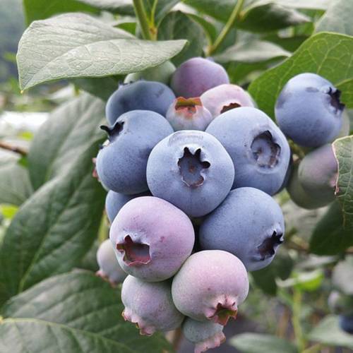 Yağmur Botanik ve Fidancılık İzmir