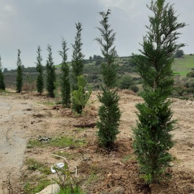 WhatsApp Image 2021-01-11 at 13.43.41 (1)