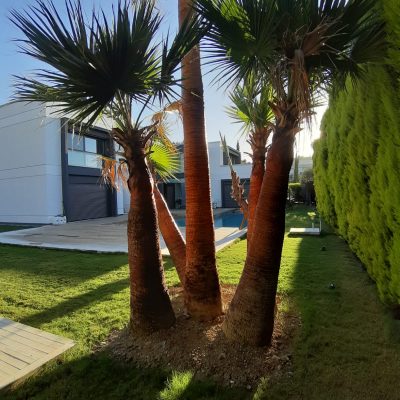 WhatsApp Image 2021-01-17 at 01.26.22 (1)