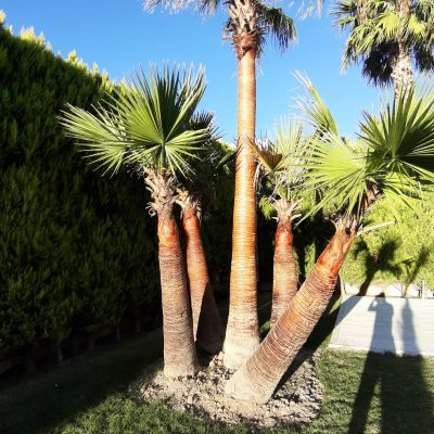 WhatsApp Image 2021-01-17 at 01.26.22 (2)