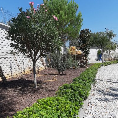 WhatsApp Image 2021-01-17 at 01.26.24 (1)