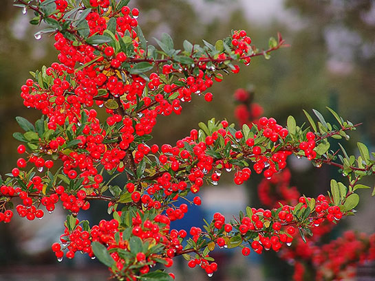 goktepeliler kusburnunun-agaci