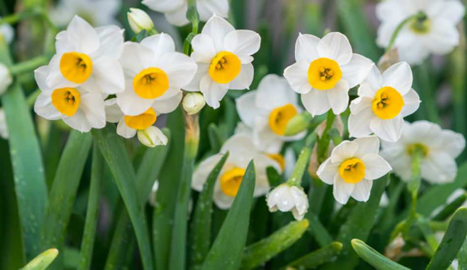 nergis_cicegi_anlami_nedir_ozellikleri_ve_faydalari_nelerdir_nergis_cicegi_nasil_cogaltilir_1600093489_8624