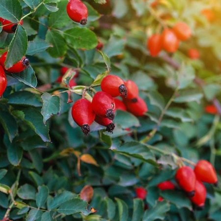 tuplu-anadolu-sifali-kusburnu-fidani__1059004361585486